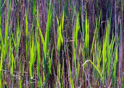 Maguelone Venzac Photographies - Chlorophylle 9